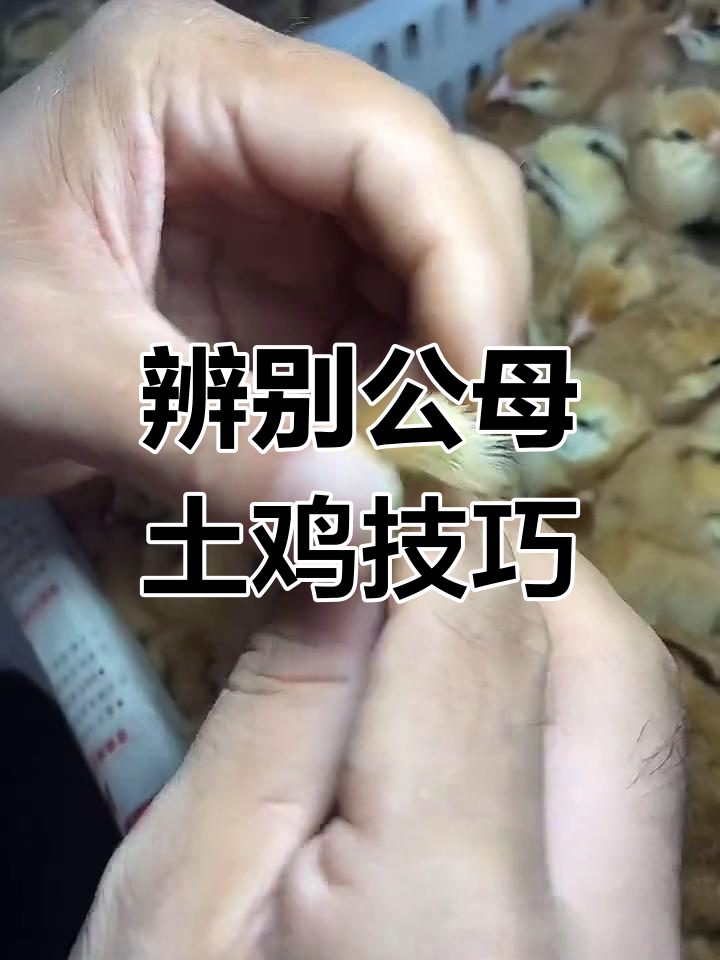 一秒学会分辨公母土鸡,轻松掌握五黑绿壳蛋鸡特征