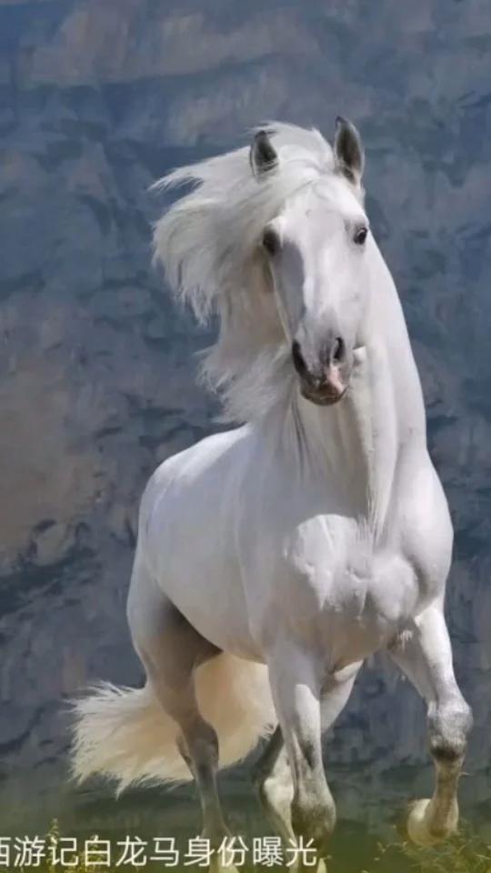 素描|画了一个白龙马,你喜欢这样的画法吗