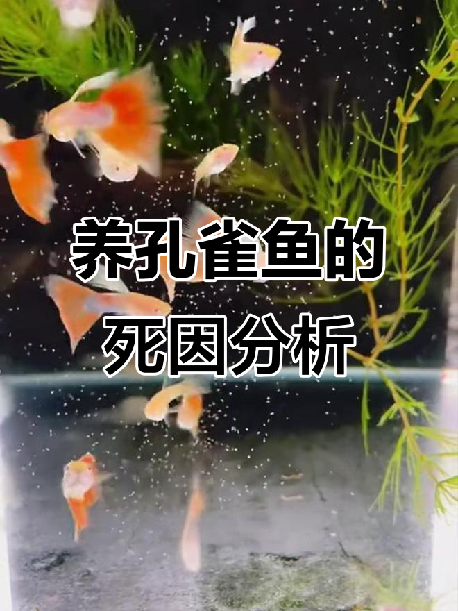孔雀鱼养不活?这些常见错误你犯了吗