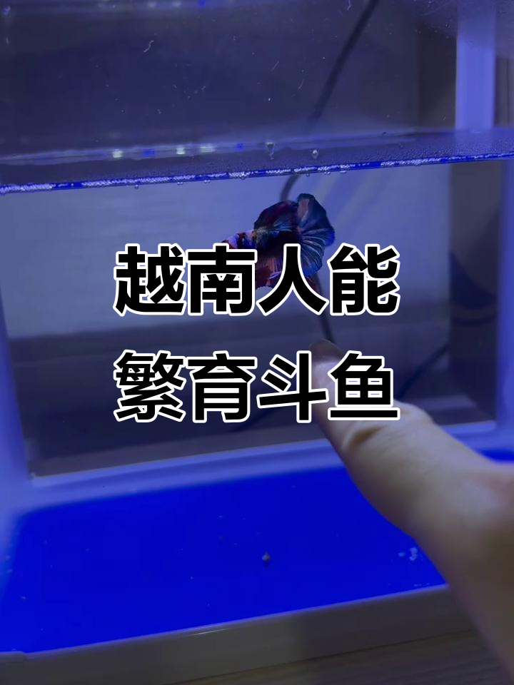 越南斗鱼繁殖能力惊人,简直让人惊叹
