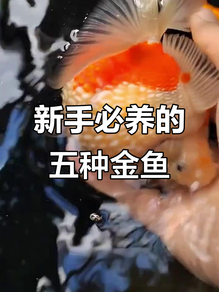 十大最易养又美观的金鱼品种,新手必看!
