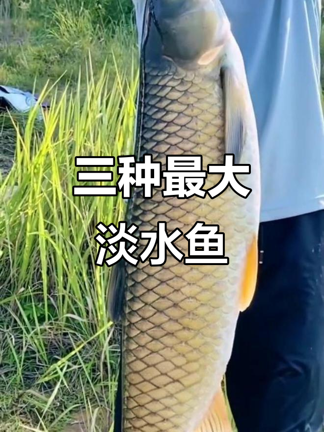 淡水鱼中的三大巨型王者,最后一种比牛还大
