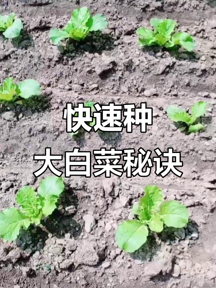 大白菜种植技巧：防蛆烂根，三天出苗