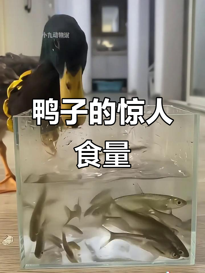 这只鸭子吃鱼太快了,一嘴下去就吞一条