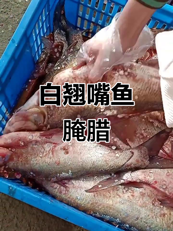 新鲜白翘嘴鱼腌制,两斤左右完美处理