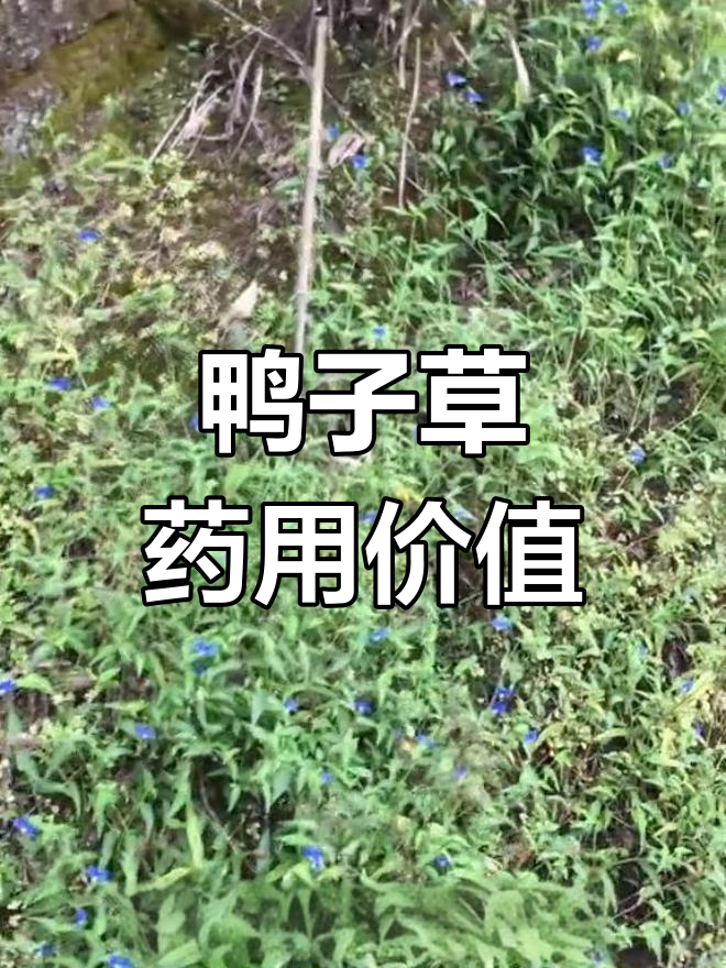 常见草药:鸭子草的药用功效与生长环境