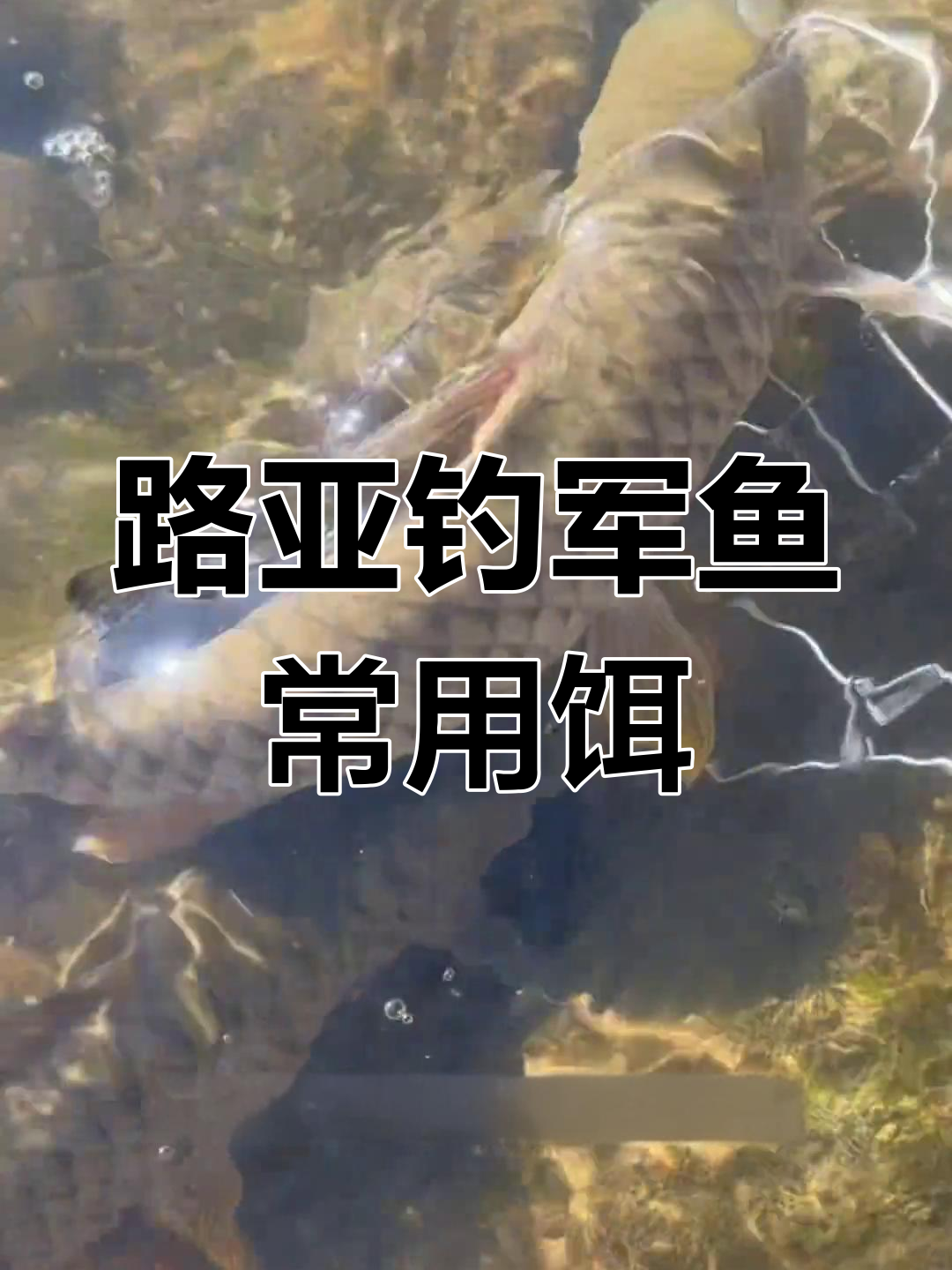 钓军鱼必备!这几款路亚饵效果超强