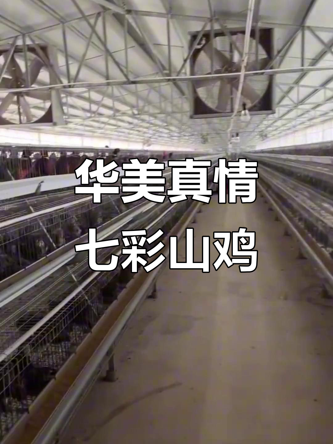 七彩山鸡养殖场全景展示，美味又营养的生鸡蛋与种苗发货