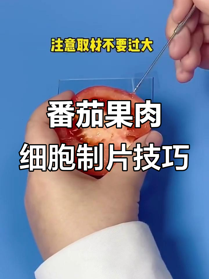 番茄果肉细胞实验技巧大揭秘,轻松制作玻片