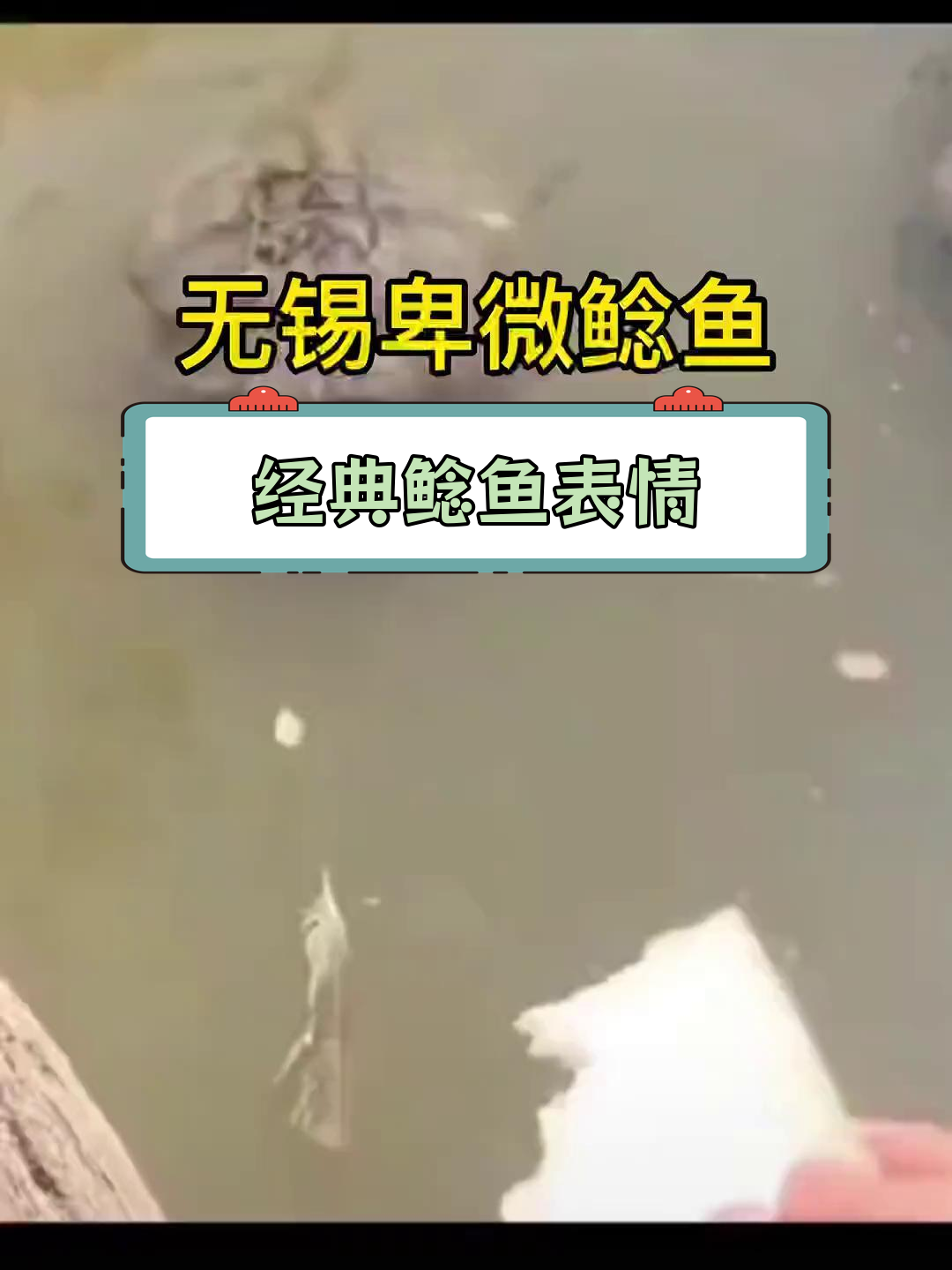 鲶鱼表情包大集合