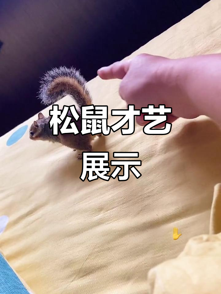 小松鼠学新技能,摇尾巴也能这么可爱!