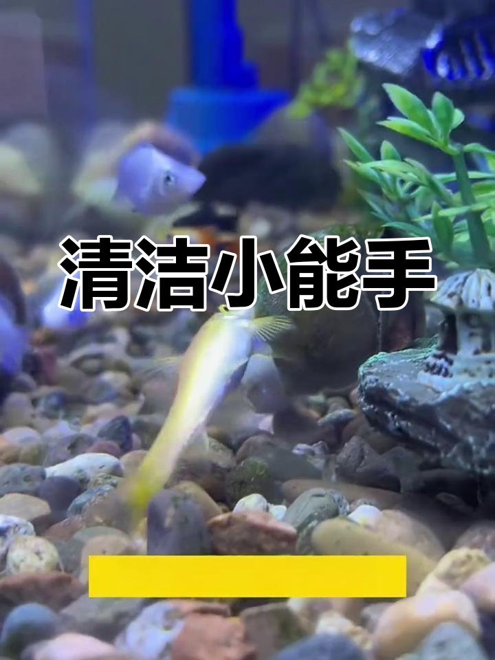 金苔鼠鱼,既美观又实用,轻松清洁鱼缸,养鱼必备良伴!