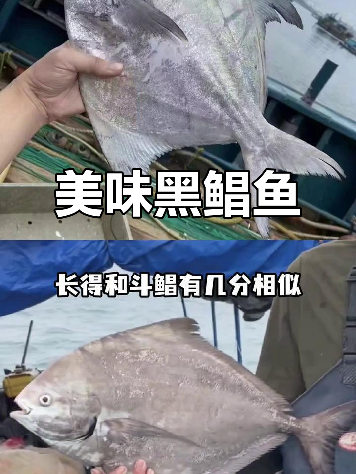 黑鲳鱼:口感鲜美,营养丰富,清蒸干煎都好吃
