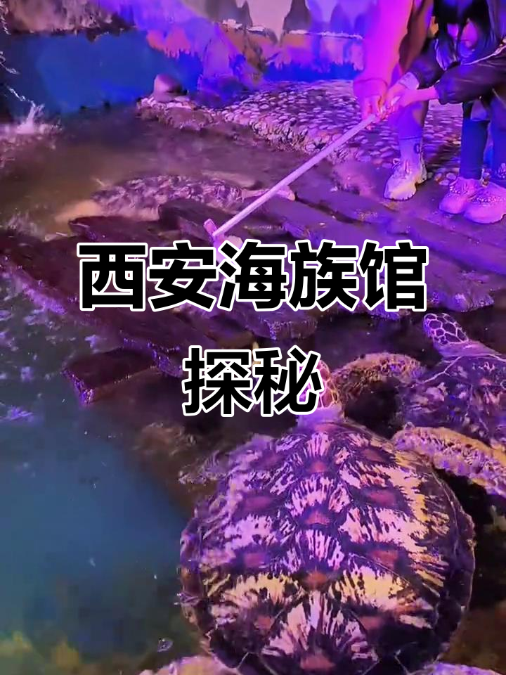 西安幻太奇海洋馆:美人鱼、扬子鳄与鹦鹉嘴鱼的奇妙之旅