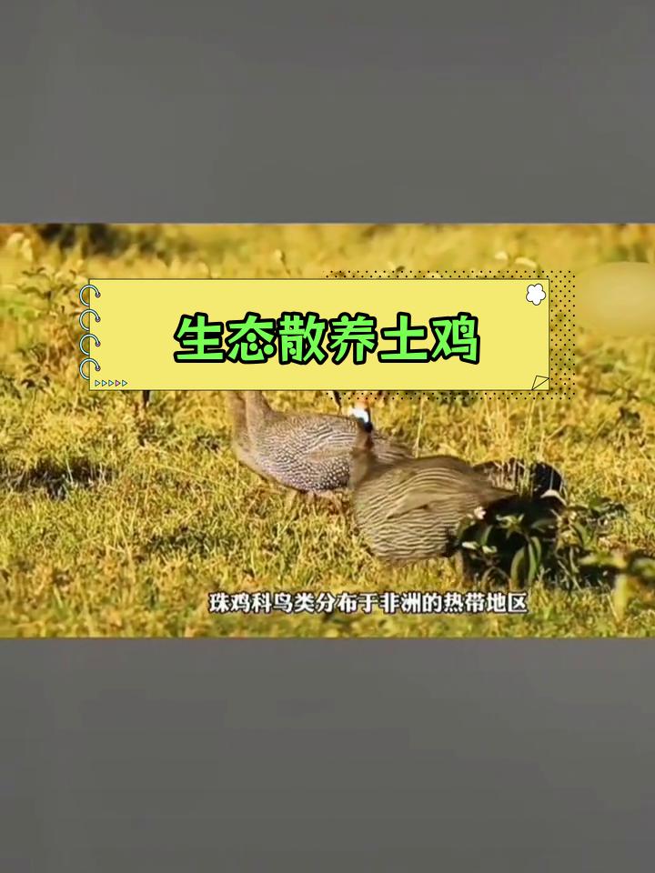 珍珠鸡:自然放养的独特美味