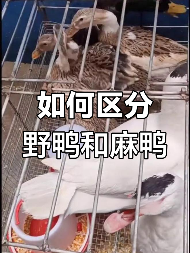野鸭与麻鸭的区别解析
