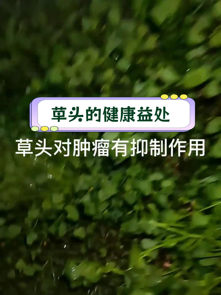 草头功效与禁忌解析