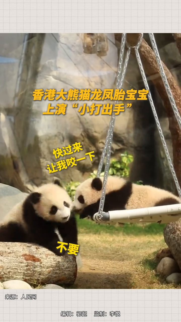 糯米团子打架啦!太可爱啦