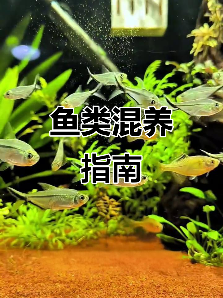 混养鱼需谨慎，有些搭配完美，有些则绝对不能放在一起