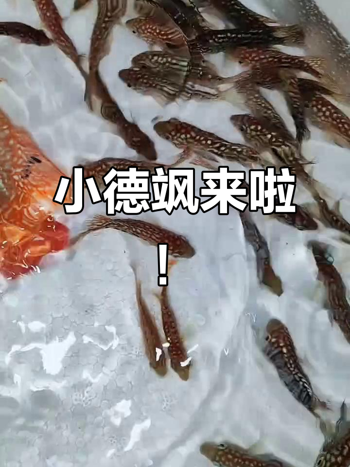 德萨罗汉鱼惊艳登场，火凤、火钩等顶级品种亮相