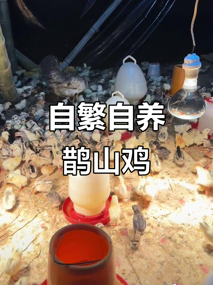 鹊山鸡养殖基地:自繁自养,种蛋孵化全过程揭秘