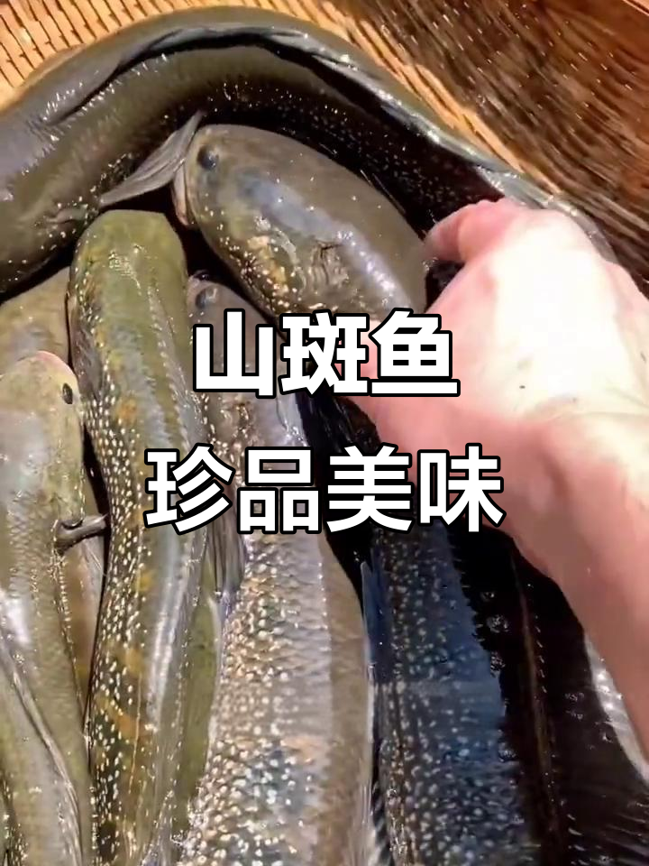 客家人称其为“养公”,山斑鱼与七星鱼的营养美味