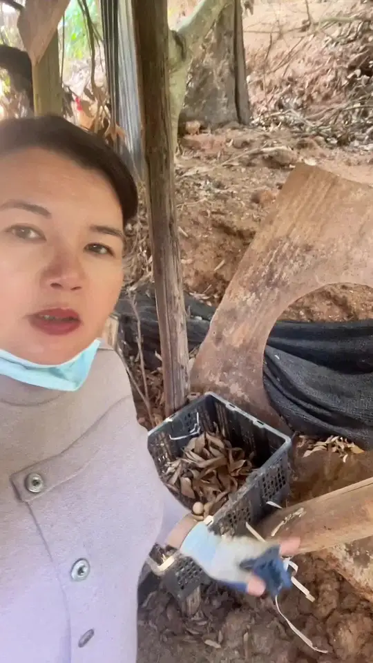 鸡每天什么时间生蛋?哪个季节产蛋量最多?