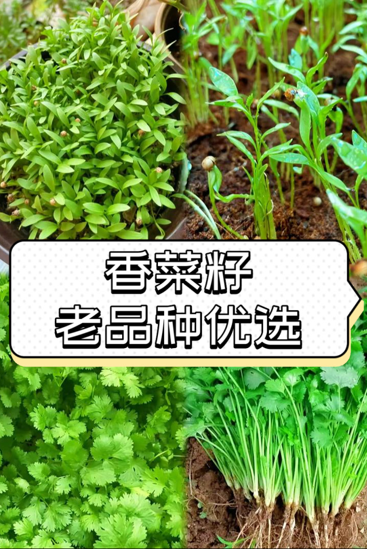 香菜籽老品种优选