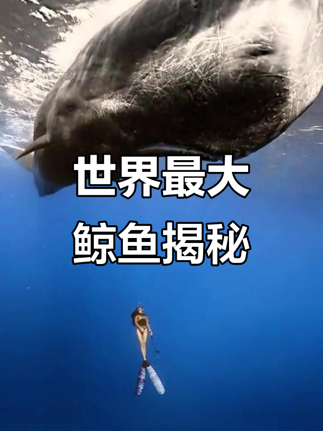 揭秘世界上最大的鲸鱼,蓝鲸、抹香鲸和南鹿脊鲸的惊人事实