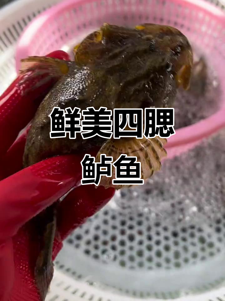 四腮鲈鱼新鲜上市,价格虽高但绝对值得!
