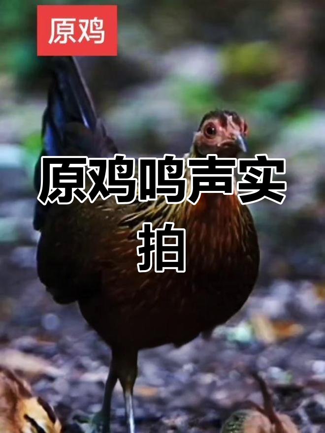 野生原鸡叫声大揭秘,爸爸快来听!