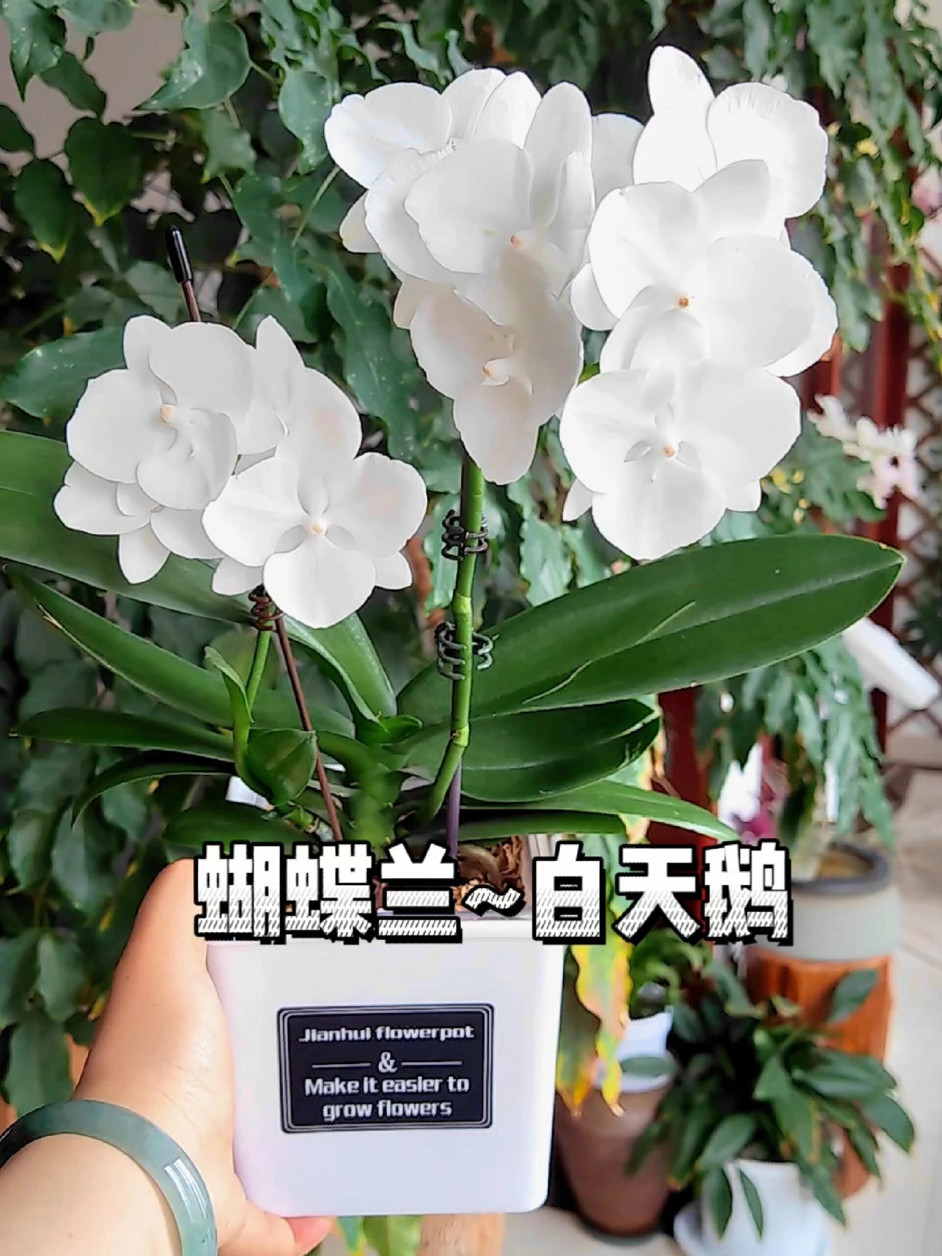蝴蝶兰白天鹅,花期几个月起步高级又貌美