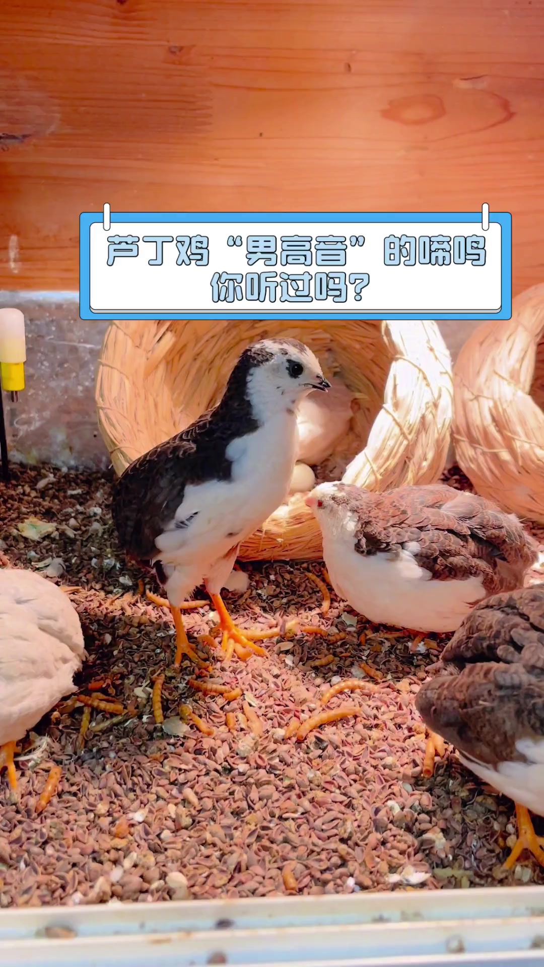 芦丁鸡“男高音”的啼鸣,你听过吗?