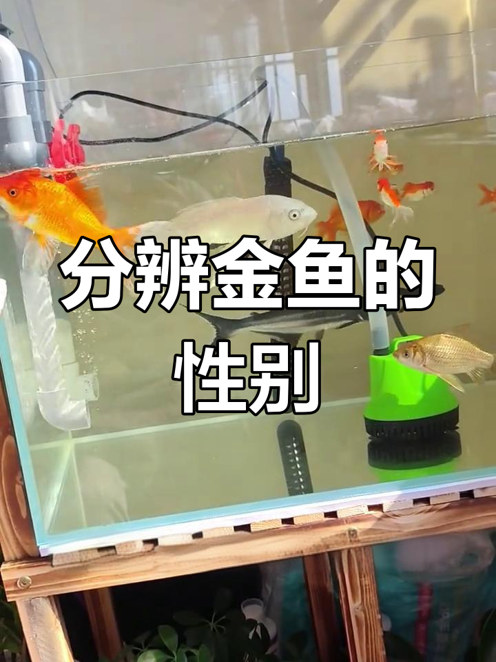 金鱼发情期公母怎么区分?它一直在追别的金鱼