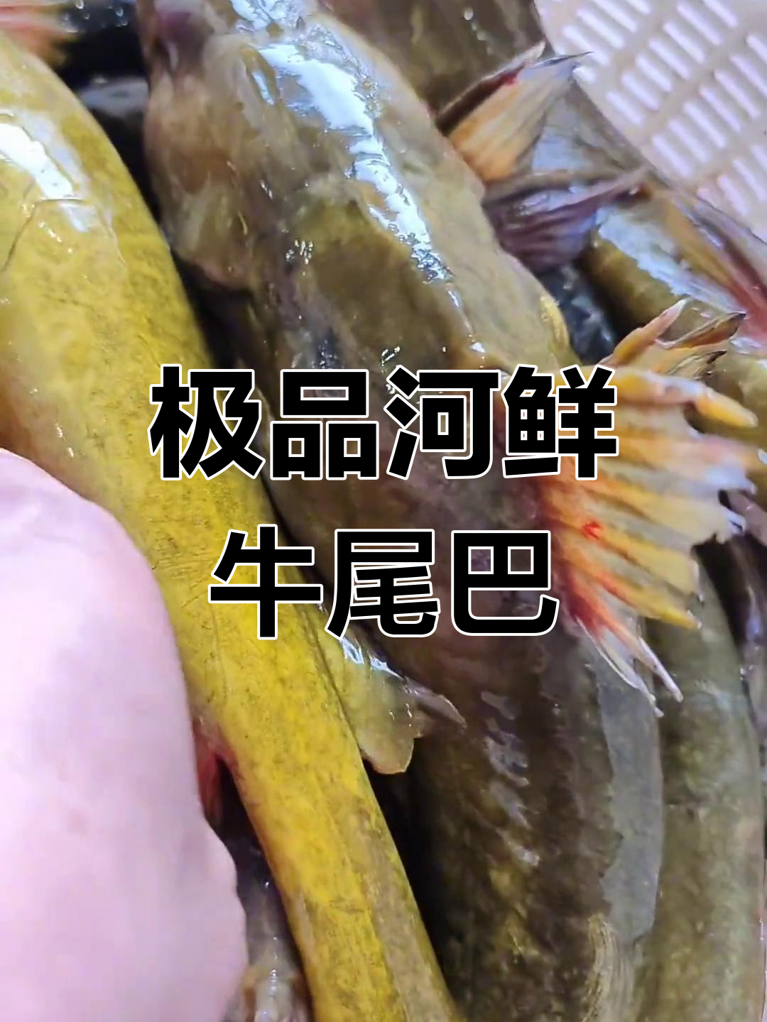 黑龙江抚远野生大牛尾鱼,鲜美营养