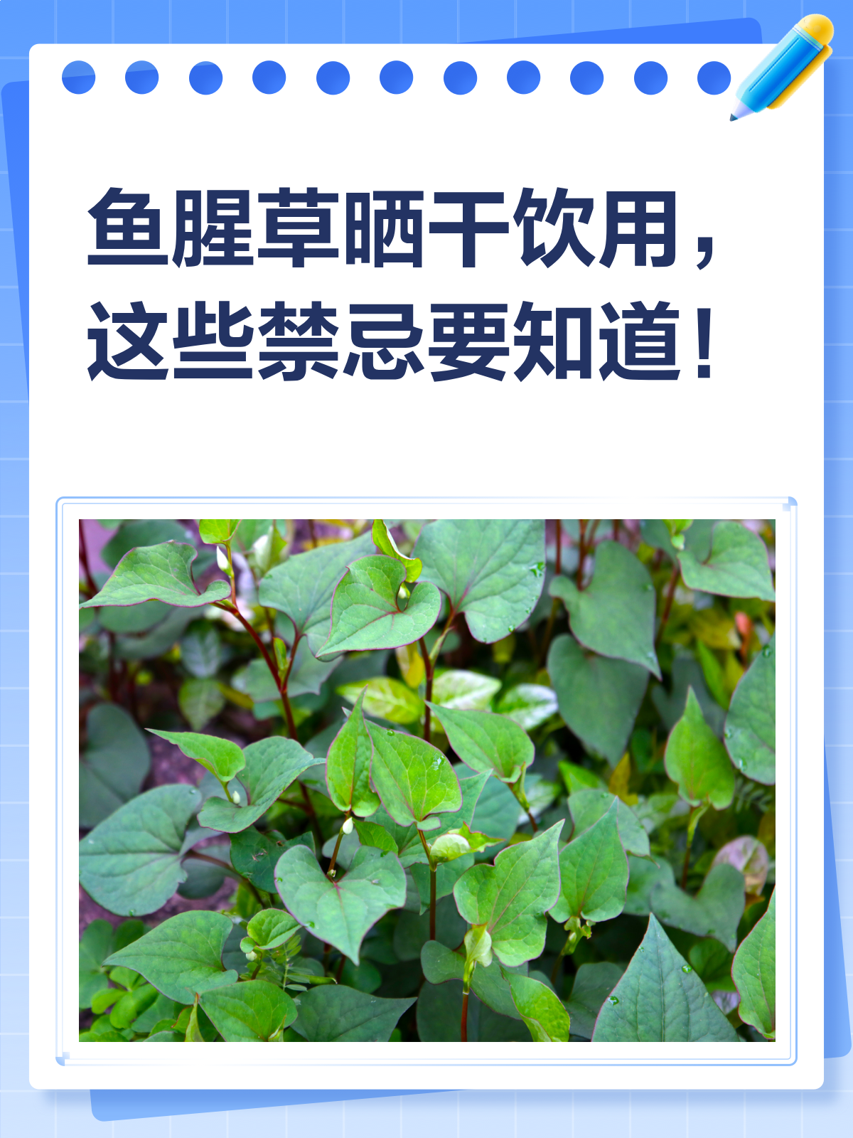 鱼腥草晒干泡水，这些禁忌你得知道！