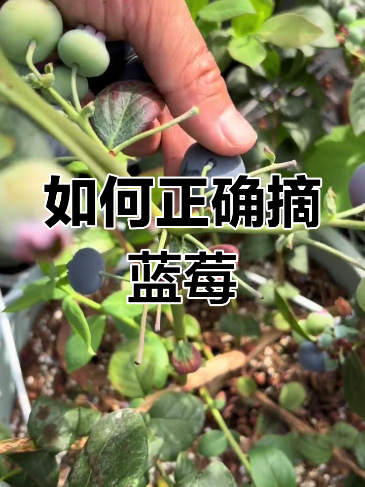 福清蓝莓园采摘技巧大揭秘,如何挑选最甜果实