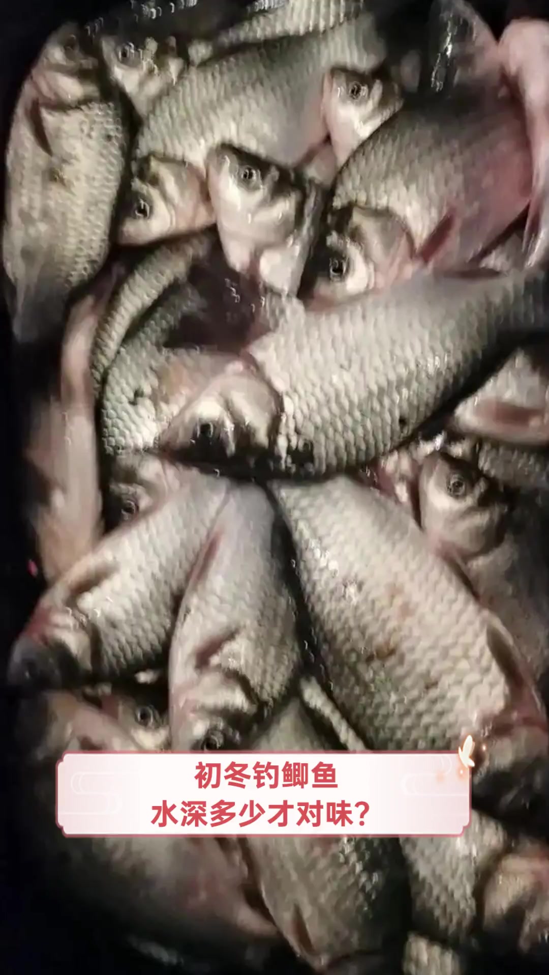 初冬钓鲫鱼,水深多少才对味?