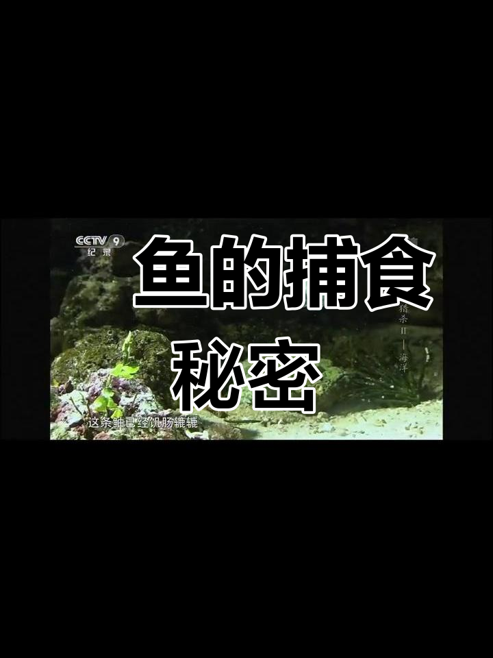 鲉鱼伪装高手,伏击猎物技巧大揭秘