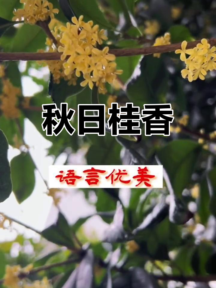 秋意渐浓,桂花香气扑鼻,窗外景色宁静而温暖