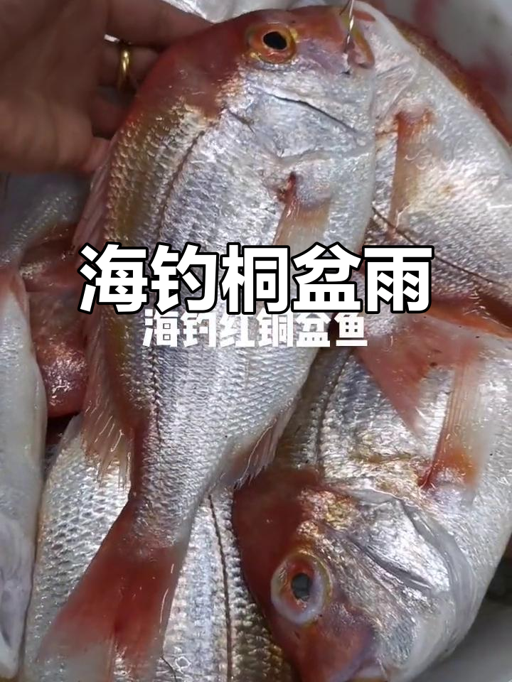 新鲜海钓铜盆鱼,嘴巴带钩鲜度十足