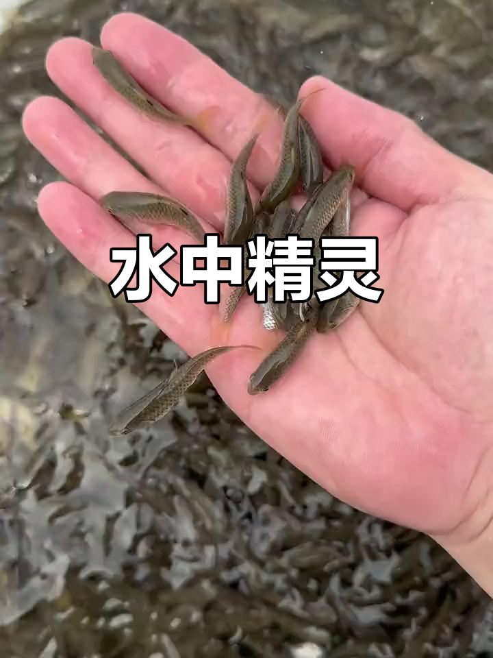 军鱼,淡水中的瑰宝,肉质鲜美,观赏价值极高