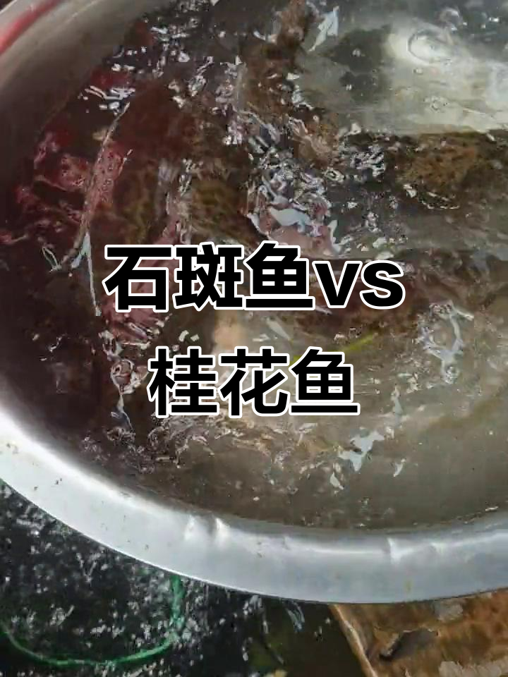 北江石斑鱼与桂花鱼的口感差异,你尝过吗?