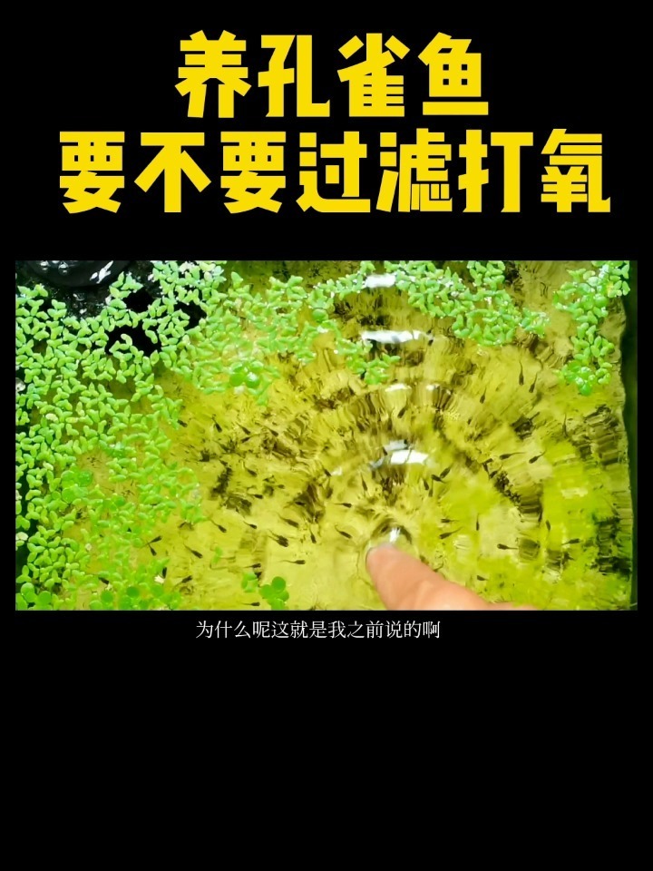 养孔雀鱼要不要过滤要不要打氧