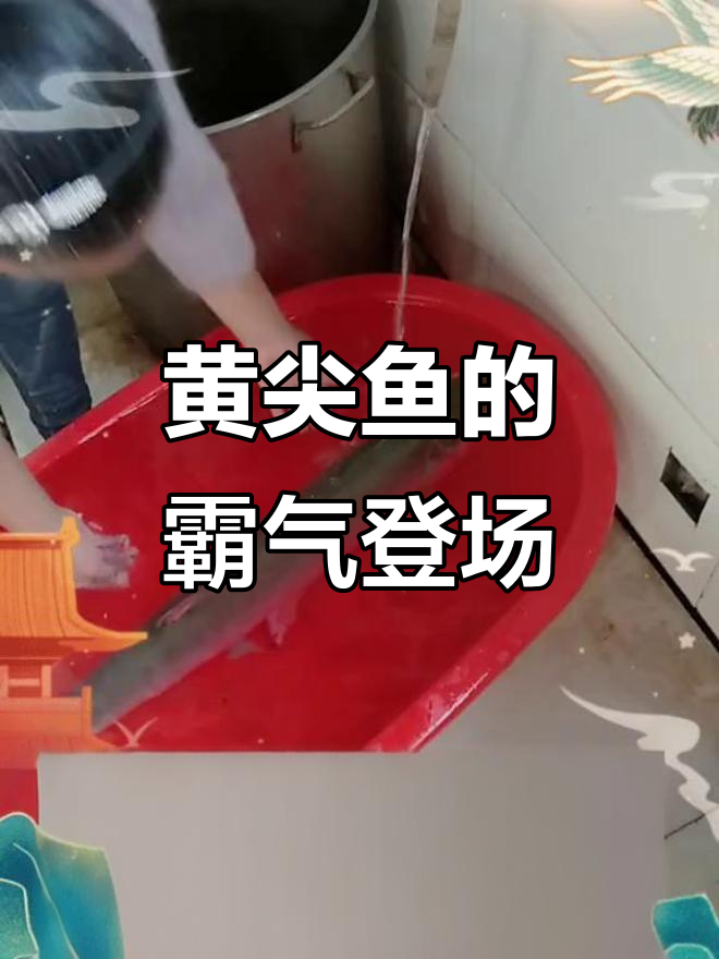 黄尖鱼:淡水中的霸主,雨中现身惊艳全场