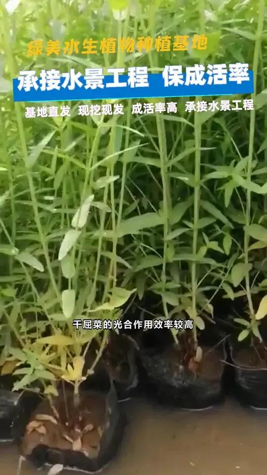 白沙县千屈菜种苗 图木舒克市千屈菜一平米种多少株 青海省千屈菜培育基地 儋州市千屈菜培育基