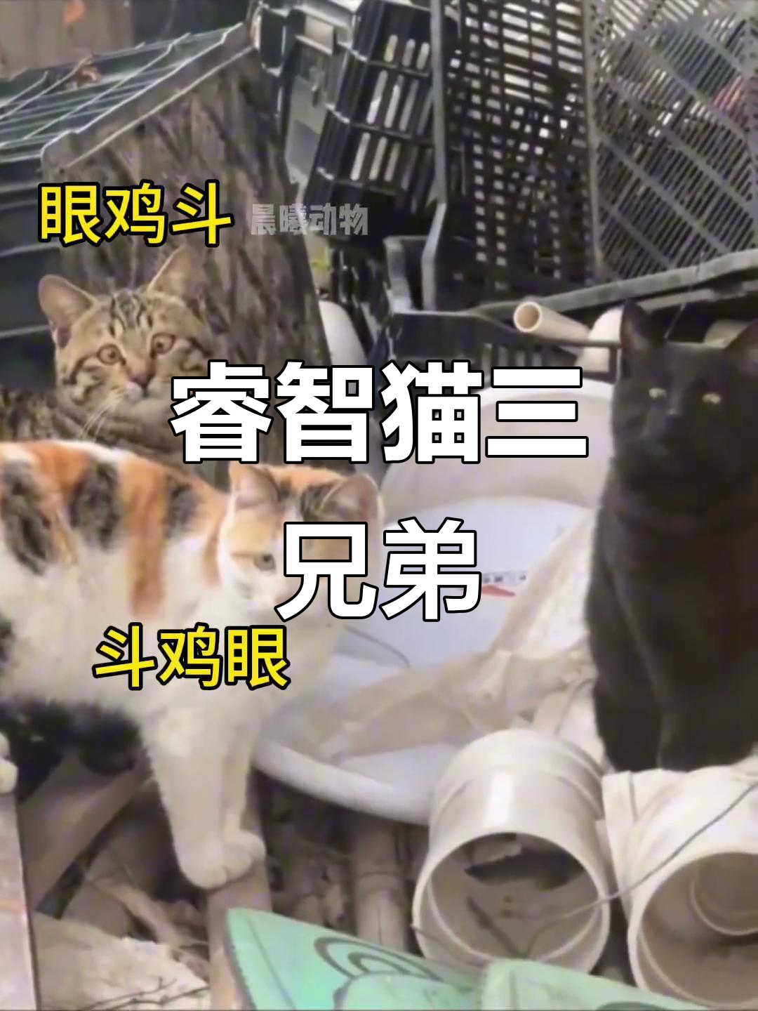 三只斗鸡眼猫咪，智商超乎想象！
