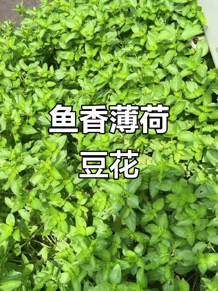 上海最香豆花,鱼香薄荷花生搭配绝妙组合