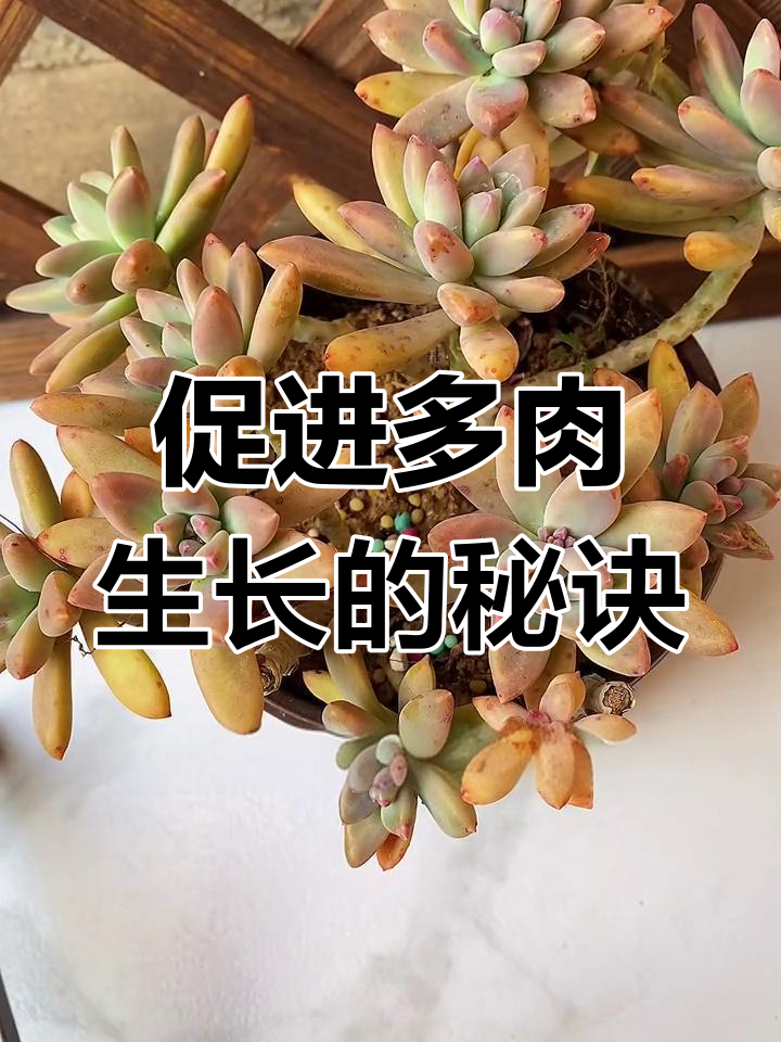 多肉植物生长缓慢?试试这种水培方法