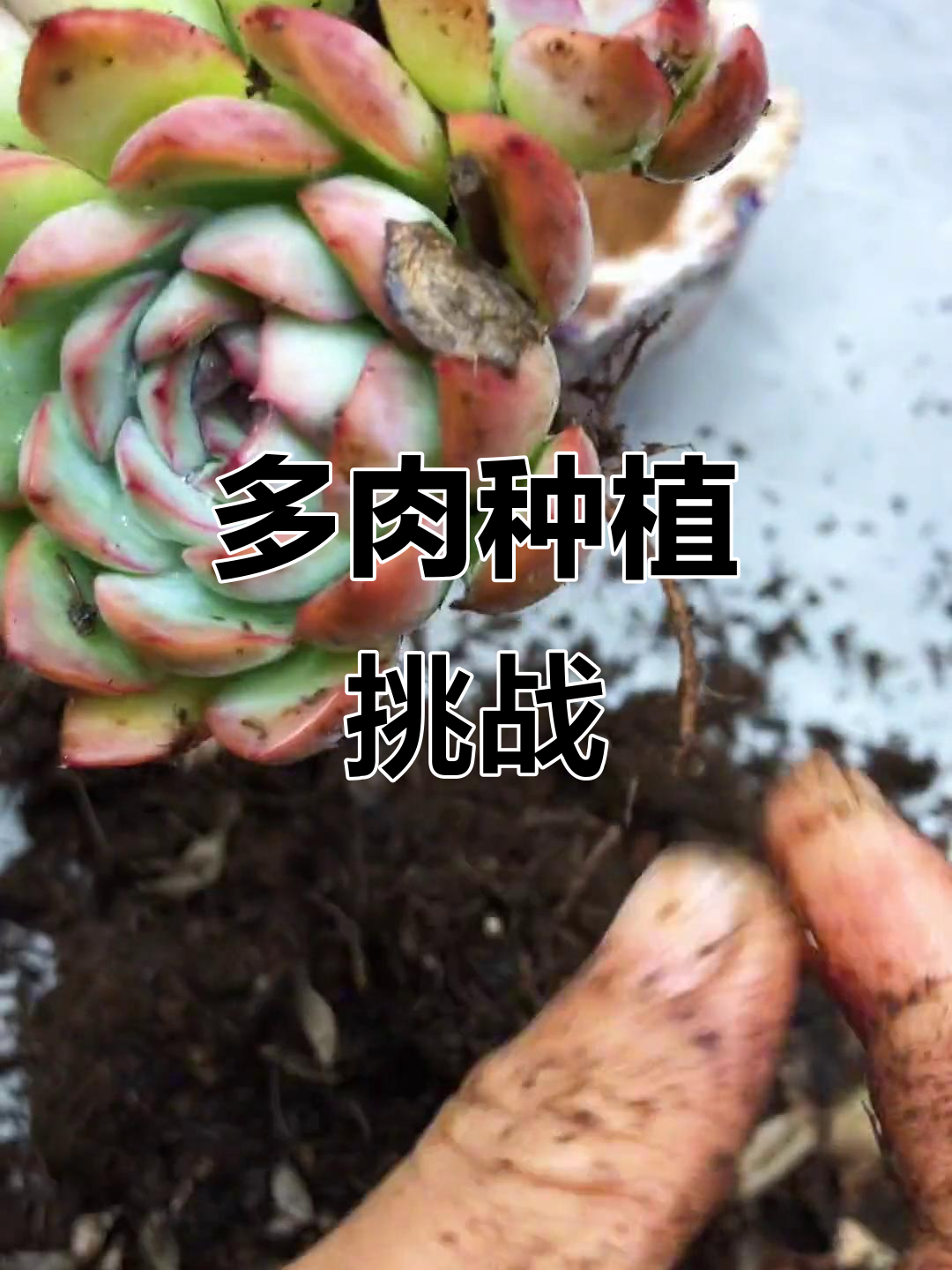 9月360天挑战，第29天水莲多肉种植记